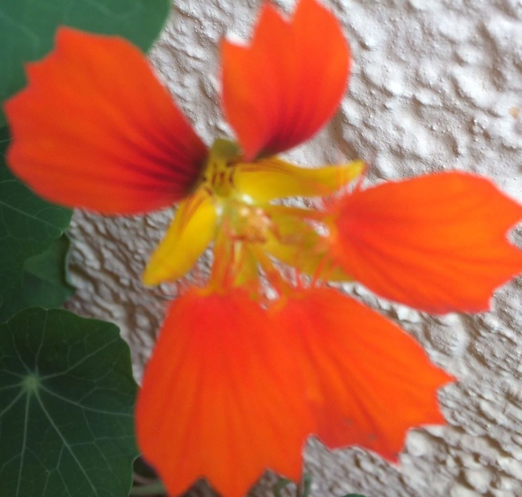 Kapuziner Kresse Essig – Biorella